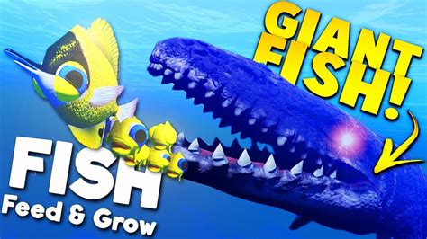 eat grow fish|kindly keyin fish feed grow.